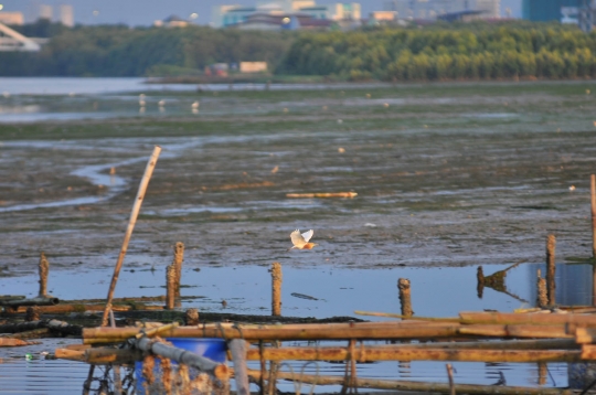 Meratapi populasi burung di pesisir Jakarta kian terancam punah