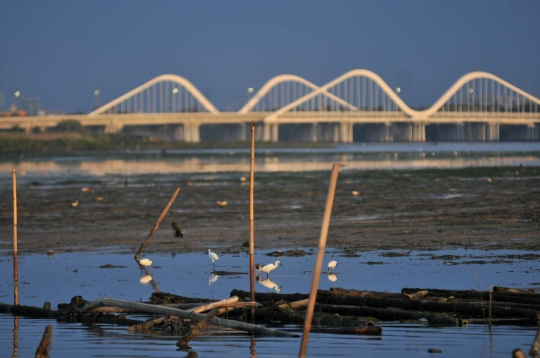 Meratapi populasi burung di pesisir Jakarta kian terancam punah