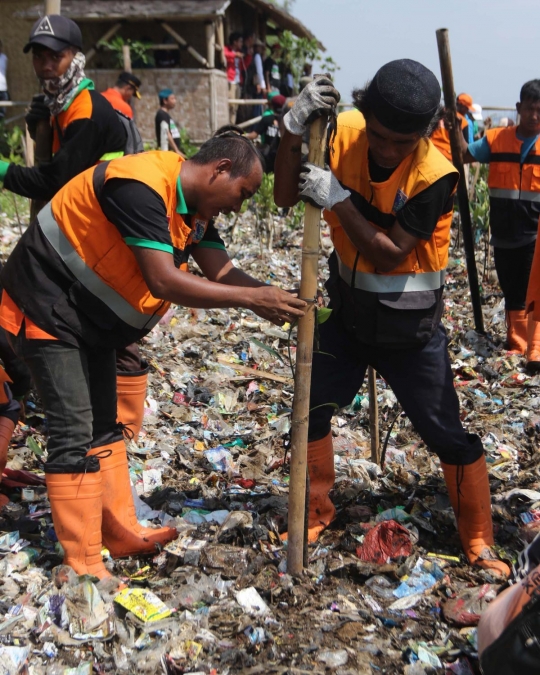 Sampah Muara Angke jadi media tanam bibit mangrove