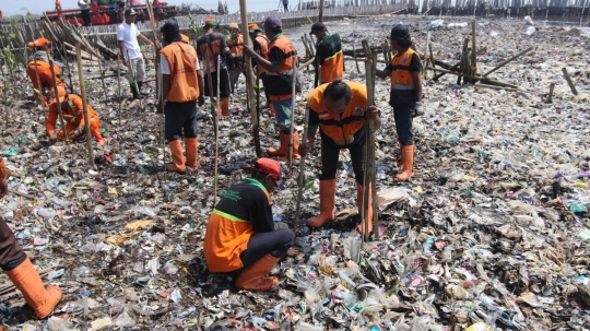 Sampah Muara Angke jadi media tanam bibit mangrove