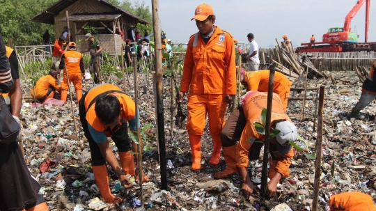 Sampah Muara Angke jadi media tanam bibit mangrove