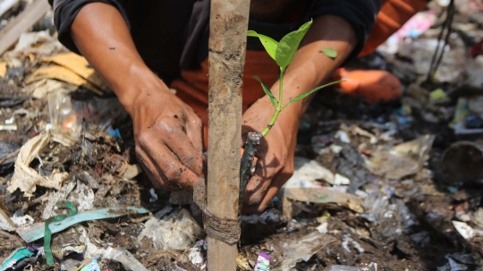 Sampah Muara Angke jadi media tanam bibit mangrove