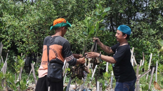 Sampah Muara Angke jadi media tanam bibit mangrove