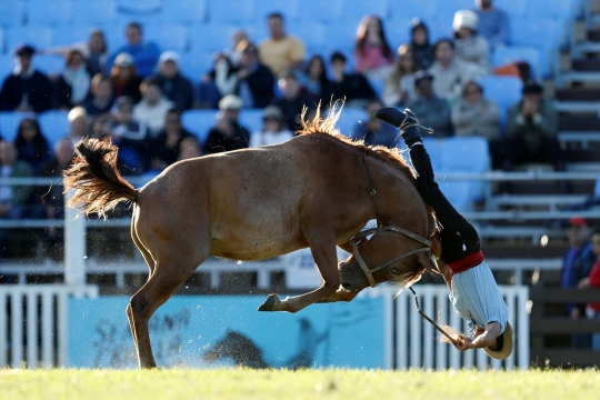 Aksi ekstrem para gaucho taklukan kuda liar di Uruguay