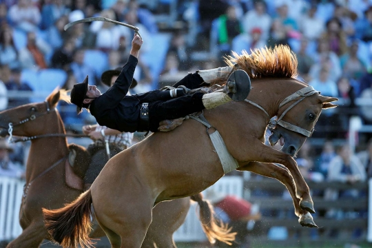 Aksi ekstrem para gaucho taklukan kuda liar di Uruguay