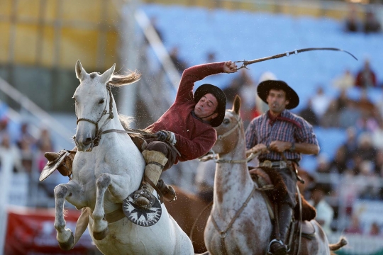 Aksi ekstrem para gaucho taklukan kuda liar di Uruguay