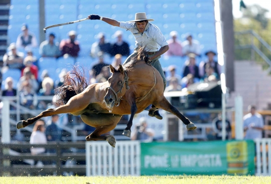 Aksi ekstrem para gaucho taklukan kuda liar di Uruguay