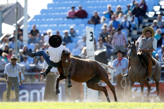 Aksi ekstrem para gaucho taklukan kuda liar di Uruguay