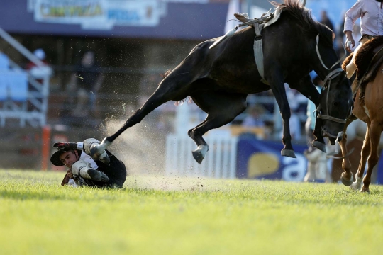 Aksi ekstrem para gaucho taklukan kuda liar di Uruguay