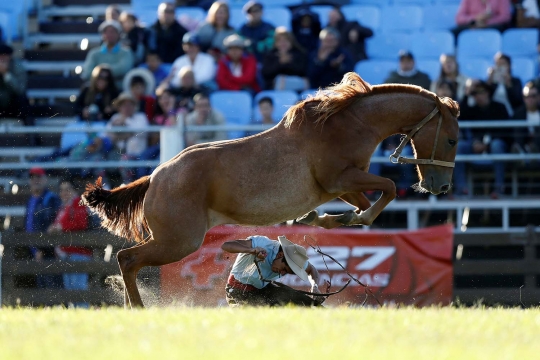 Aksi ekstrem para gaucho taklukan kuda liar di Uruguay