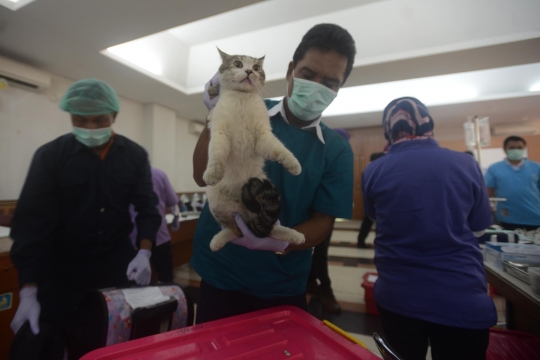 Pemprov DKI kebiri puluhan kucing peliharaan di Duren Sawit