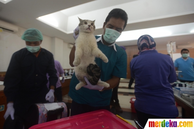 81+ Gambar Perkembangbiakan Hewan Kucing Gratis Terbaik