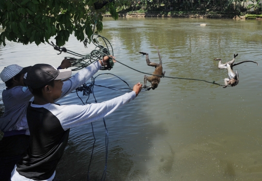 Kejam, monyet-monyet ini dimandikan dengan cara dilempar ke sungai