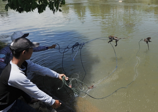 Kejam, monyet-monyet ini dimandikan dengan cara dilempar ke sungai