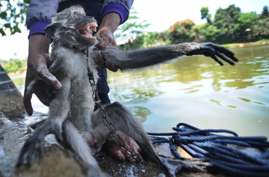 Kejam, monyet-monyet ini dimandikan dengan cara dilempar ke sungai