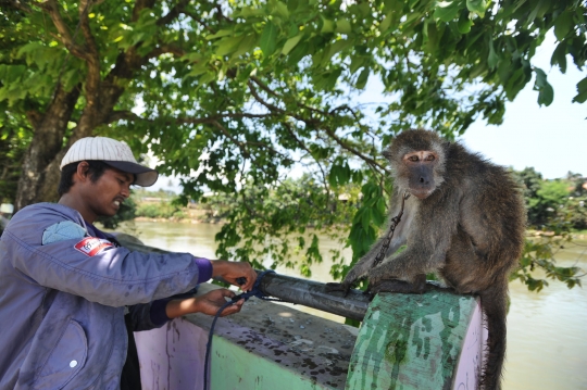 Kejam, monyet-monyet ini dimandikan dengan cara dilempar ke sungai