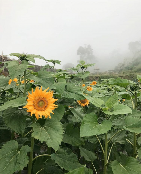 Spot wisata baru di Boyolali, kebun bunga matahari Cluntang yang berlatar gunung