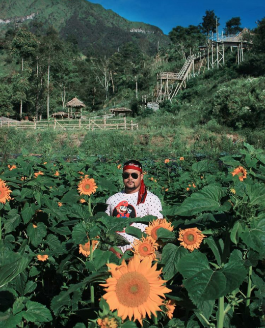 Spot wisata baru di Boyolali, kebun bunga matahari Cluntang yang berlatar gunung