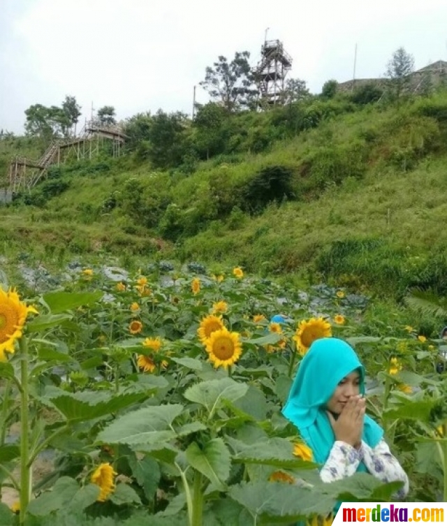 Foto Spot wisata baru di Boyolali kebun bunga matahari 