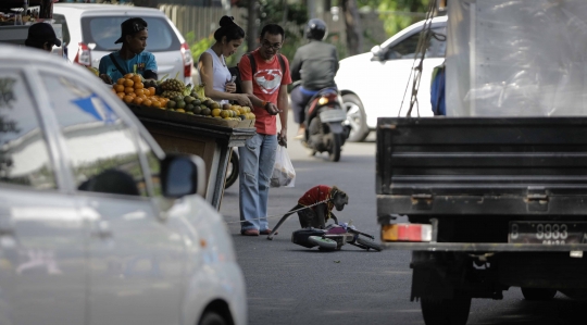 Topeng monyet 'hidup lagi' di Jakarta
