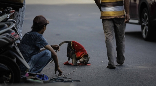 Topeng monyet 'hidup lagi' di Jakarta