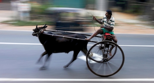 Keseruan lomba balap kereta sapi di jalan raya