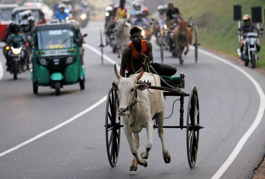 Keseruan lomba balap kereta sapi di jalan raya