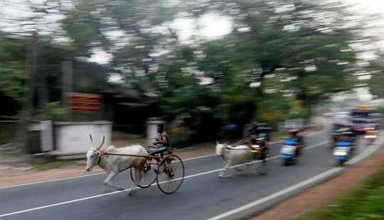 Keseruan lomba balap kereta sapi di jalan raya