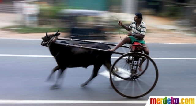 Foto : Keseruan lomba balap kereta sapi di jalan raya 