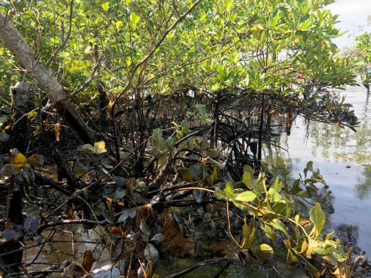 Begini kondisi hutan bakau di Balikpapan yang rusak tercemar minyak