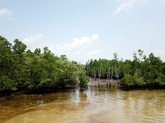 Begini kondisi hutan bakau di Balikpapan yang rusak tercemar minyak