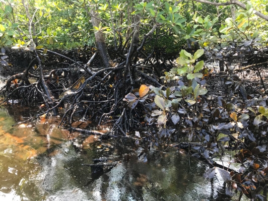 Begini kondisi hutan bakau di Balikpapan yang rusak tercemar minyak