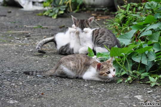 Kucing-kucing super lucu di Houtong Cat Village, Taiwan