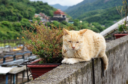 Kucing-kucing super lucu di Houtong Cat Village, Taiwan