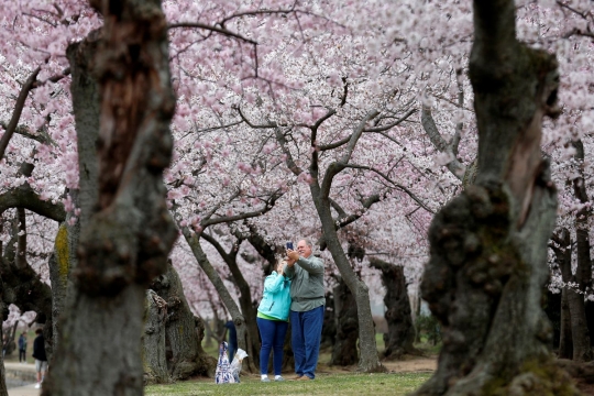 Menikmati keindahan surga Sakura di Washington