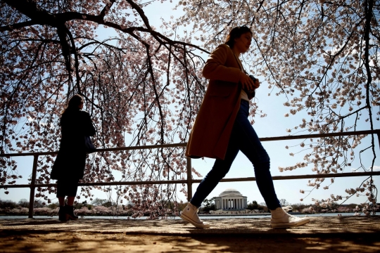 Menikmati keindahan surga Sakura di Washington