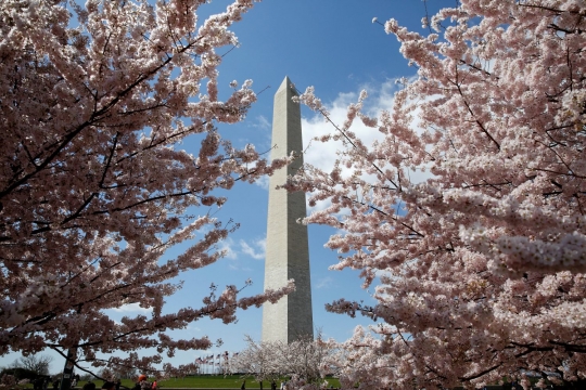 Menikmati keindahan surga Sakura di Washington