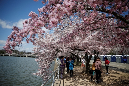 Menikmati keindahan surga Sakura di Washington