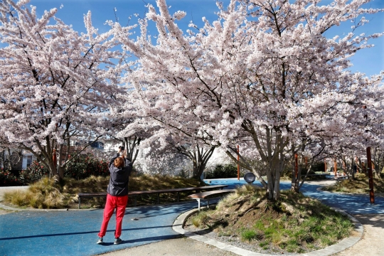 Menikmati keindahan surga Sakura di Washington