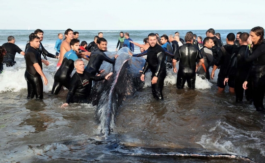 Terdampar selama 3 hari, paus bungkuk mati di Pantai Argentina