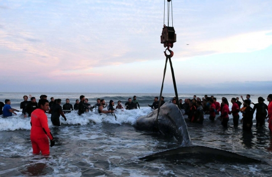 Terdampar selama 3 hari, paus bungkuk mati di Pantai Argentina