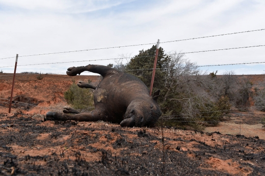 Dahsyatnya si jago merah lalap hutan di Oklahoma