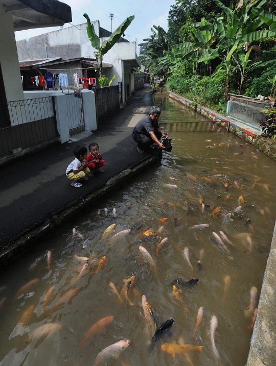 Ini selokan air yang diubah jadi kolam ikan oleh warga di Bogor