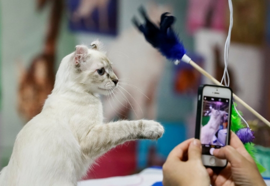 Yang lucu dan menggemaskan di pameran kucing lokal Kazakhstan