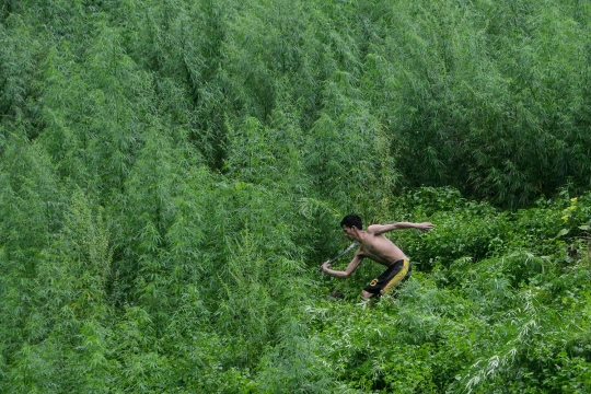 Pemusnahan ladang ganja siap panen di Indrapuri