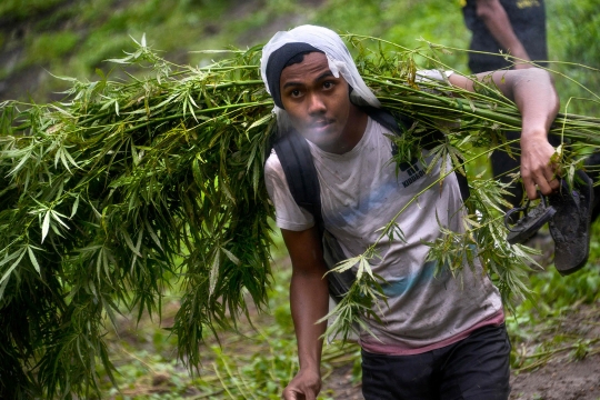 Pemusnahan ladang ganja siap panen di Indrapuri