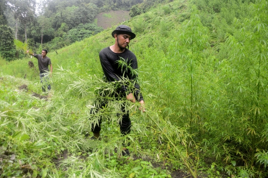 Pemusnahan ladang ganja siap panen di Indrapuri