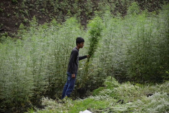 Pemusnahan ladang ganja siap panen di Indrapuri