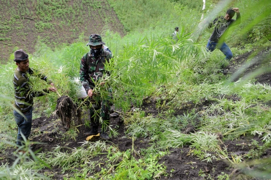 Pemusnahan ladang ganja siap panen di Indrapuri