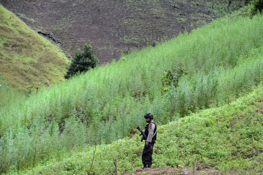 Pemusnahan ladang ganja siap panen di Indrapuri